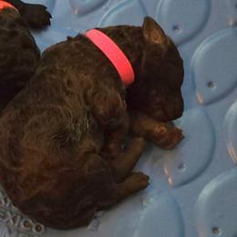 Puppy 1 - Brown female Poodle puppy in Browns Summit, North Carolina from Nailah's Beauties: Standard Poodles
