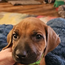 Rhodesian Ridgeback Puppies from DragonRidge