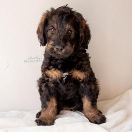 Hermione Granger - Sable female Schnoodle puppy in Memphis, Tennessee from Bentley's Beloved Paws