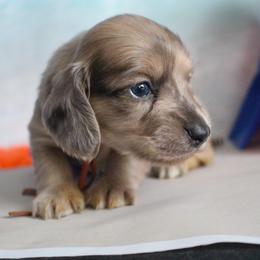 Benjamin - Blue and cream male Dachshund puppy in Pace, Florida from Shoebox Doxie’s