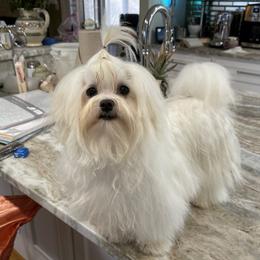Blossom - Maltese