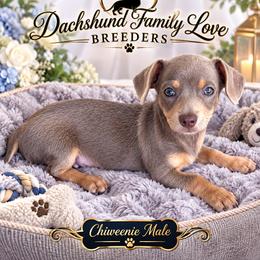 Link - Fawn male Companion Cross puppy in Chino Valley, Arizona from Dachshund Family Love Breeders