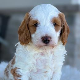 Sprinkles - Parti male Goldendoodle puppy in Fleming, Colorado from Vandenbark Doodles