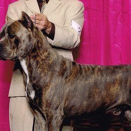 Cane Corso from Capri Cane Corso