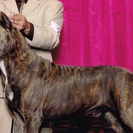 Cane Corso from Capri Cane Corso