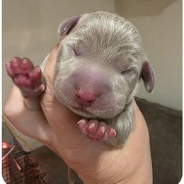LUMALEE - Silver gray female Weimaraner puppy in Ferrum, Virginia from LAAT Weims