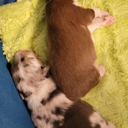 Australian Shepherd Puppies from Annie's Aussies