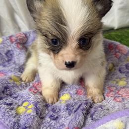 Girl 4 - Red female Pembroke Welsh Corgi puppy in Moulton, Alabama from Reed's Pembroke Corgi Welsh