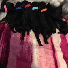 Poodle Puppies from Serenity Standard Poodles