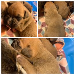 Boxer and Poodle Puppies from Porter’s Puppies