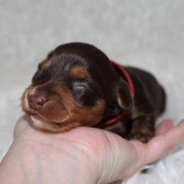 Chocolate girl - Chocolate and tan female Dachshund puppy in Lily, Kentucky from Little Acres Miniature Dachshunds