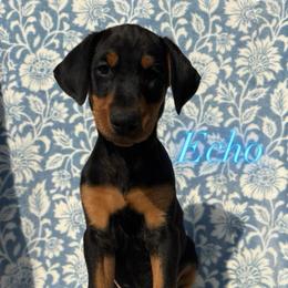 Francesca - Black and rust female Doberman Pinscher puppy in Coplay, Pennsylvania from By My Side Germans Shepherds & Dobermans