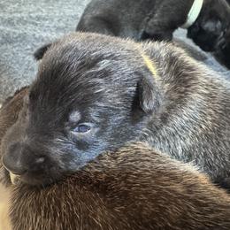 Yellow Boy 4 - Black sable male Belgian Malinois puppy in Orange, Texas from Tacti-Mal K9 Kennels