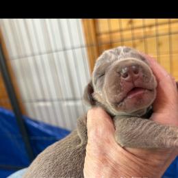 Soft medium silver boy - Silver male Great Dane puppy in Greenville, South Carolina from Allen’s Ridge Ranch