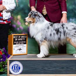 Luke - Australian Shepherd