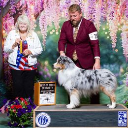 Luke - Australian Shepherd