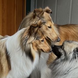 Ian - Collie