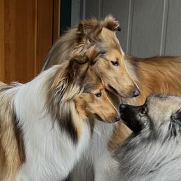 Ian - Collie