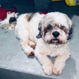 Lhasa Apso All Grown Up from Claudia Ramirez's Lhasa Apsos