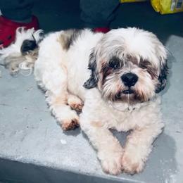 Lhasa Apso All Grown Up from Claudia Ramirez's Lhasa Apsos