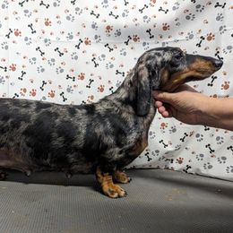 Namaari - Dachshund