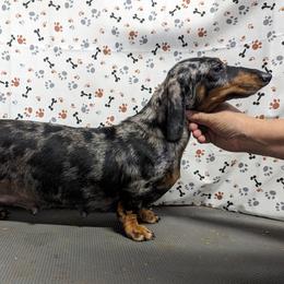 Namaari - Dachshund