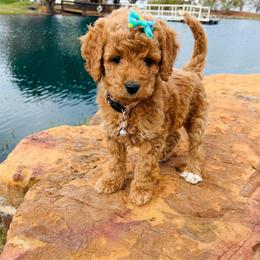 Cera - Brown female Cockapoo puppy in Kingfisher, Oklahoma from Perdue Puppies
