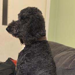 Rehomed and renamed to Olive - Goldendoodle