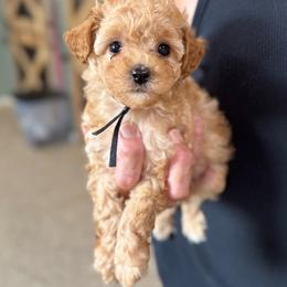 Kai - Red  male Poodle puppy in Wharton, Texas from In the Red Poodles