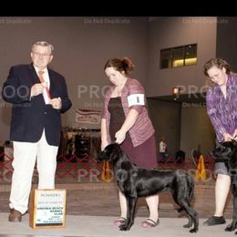 American Hairless Terrier and Flat-Coated Retriever Puppies from Rensai Kennels