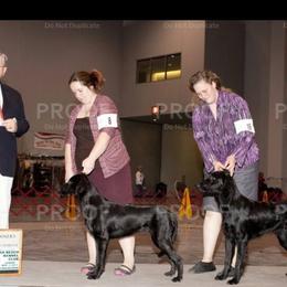 American Hairless Terrier and Flat-Coated Retriever Puppies from Rensai Kennels