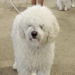 Spanish Water Dogs from Windmills Dog Ranch