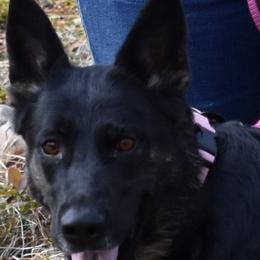 German Shepherds from Shepherd's Meadow Guardians