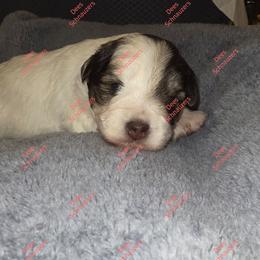 Julep - Parti female Miniature Schnauzer puppy in Crestview, Florida from Dees Schnauzers