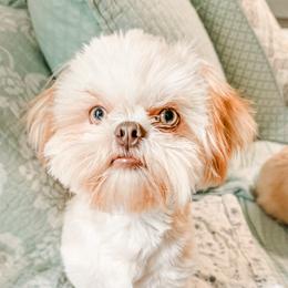 JoJo - Shih Tzu