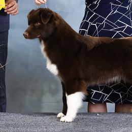 Seven - Australian Shepherd