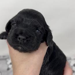 Courage - Black male Cocker Spaniel puppy in Cincinnati, Ohio from Abundance of Joy LLC Cocker Spaniels