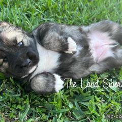Siberian Husky Puppies from The Land Siberians