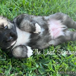 Siberian Husky Puppies from The Land Siberians