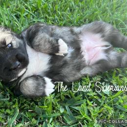Siberian Husky Puppies from The Land Siberians