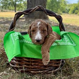 Green - Red  male Goldendoodle puppy in Celina, Texas from Kennedy Doodles
