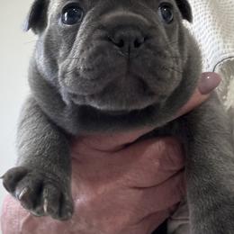 Boy 1 - Blue male French Bulldog puppy in Norwalk, Ohio from The Frenchie Ravine Connection LLC