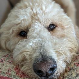 Luna - Goldendoodle
