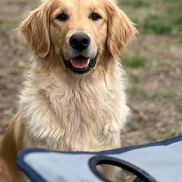 Lola - Golden Retriever