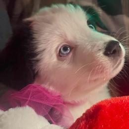 Aspen Ridge - Black tri male Miniature Australian Shepherd puppy in Somerset, Kentucky from Natural Life Ranch