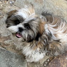 Shih Tzu Puppies from Willow Lane Shih Tzus