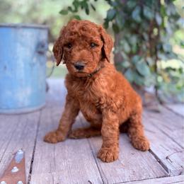 Dark Green Boy - Red  male Goldendoodle puppy in Buna, Texas from 7Lands Livestock