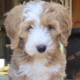 Bernedoodle puppies from Greene Tree Bernadoodle