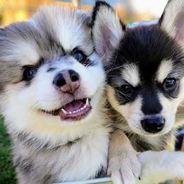 Pomsky Puppies from Nebula Ranch Pomskies