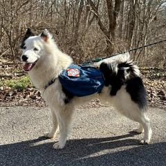 Styx - Yakutian Laika